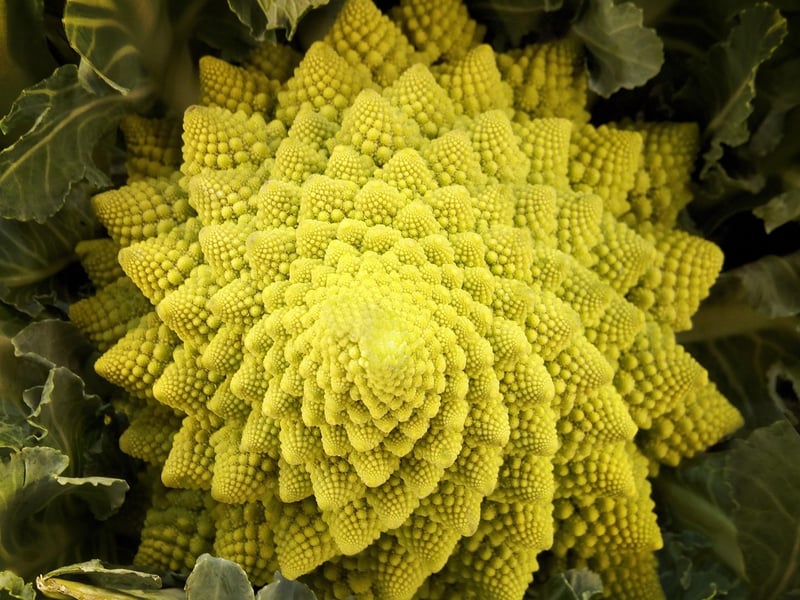 Fractal Dimension